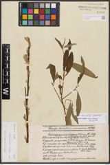 Salix burjatica Nasarow